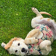 Junior participe au concours pour gagner de l'argent avec cette photo : dog, puppy, golden_retriever, grass, greenery, playing, outdoor, floral_vest, cute, pet, animal, fur, canine, nature, summer, lying_down, ears, paw, tail, happy