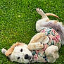 dog, puppy, golden_retriever, grass, greenery, playing, outdoor, floral_vest, cute, pet, animal, fur, canine, nature, summer, lying_down, ears, paw, tail, happy
