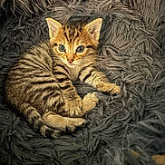 Boo participe au concours pour gagner de l'argent avec cette photo : kitten, cat, tabby, feline, pet, animal, cute, young, fur, whiskers, ears, eyes, paws, resting, blanket, texture, cozy, indoor, sleepy, small