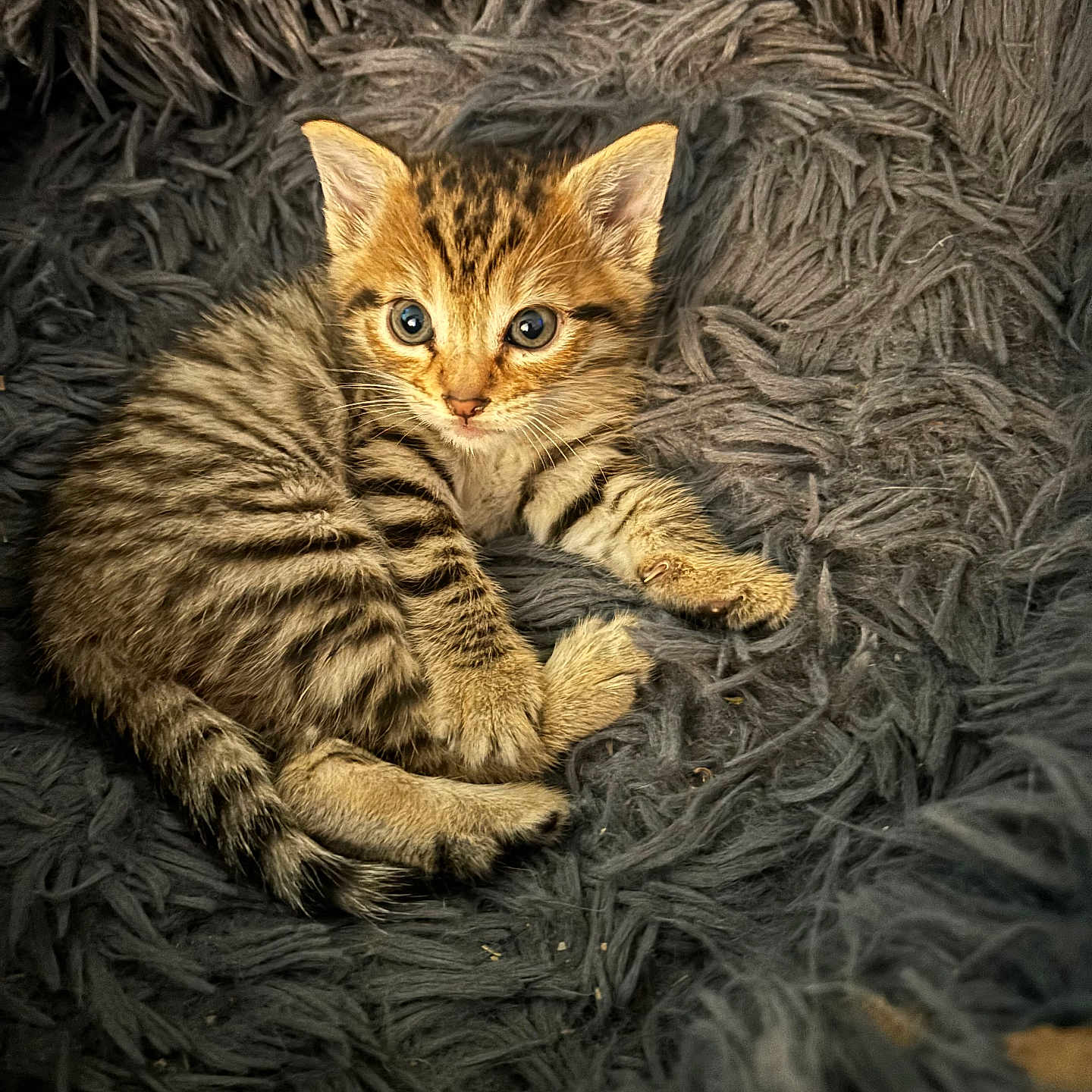 Boo participe au concours pour gagner de l'argent avec cette photo : kitten, cat, tabby, feline, pet, animal, cute, young, fur, whiskers, ears, eyes, paws, resting, blanket, texture, cozy, indoor, sleepy, small