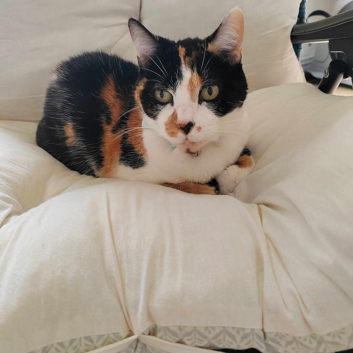 Mily a rejoint le concours — aidez-le/la à gagner de superbes lots ! animal, calico_cat, cat, close_up, comfortable, cozy, cream_color, cushion, domestic_cat, ears, fur, furniture, green_eyes, household, indoor, pet, relaxed, resting, soft_texture, whiskers