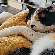 Mily a rejoint le concours — aidez-le/la à gagner de superbes lots ! animal, blanket, calico, cat, closeup, cozy, cute, domestic, fur, furniture, home, indoor, napping, paw, pet, pillow, relaxed, resting, sleeping, soft