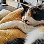 animal, blanket, calico, cat, closeup, cozy, cute, domestic, fur, furniture, home, indoor, napping, paw, pet, pillow, relaxed, resting, sleeping, soft