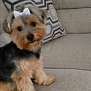 Willow is registered to the contest to win money with this photo: dog, small_dog, bow, pet, couch, indoor, fluffy, cute, sitting, fur, animal, companion, decor, pillow, home, friendly, adorable, looking, face, domestic