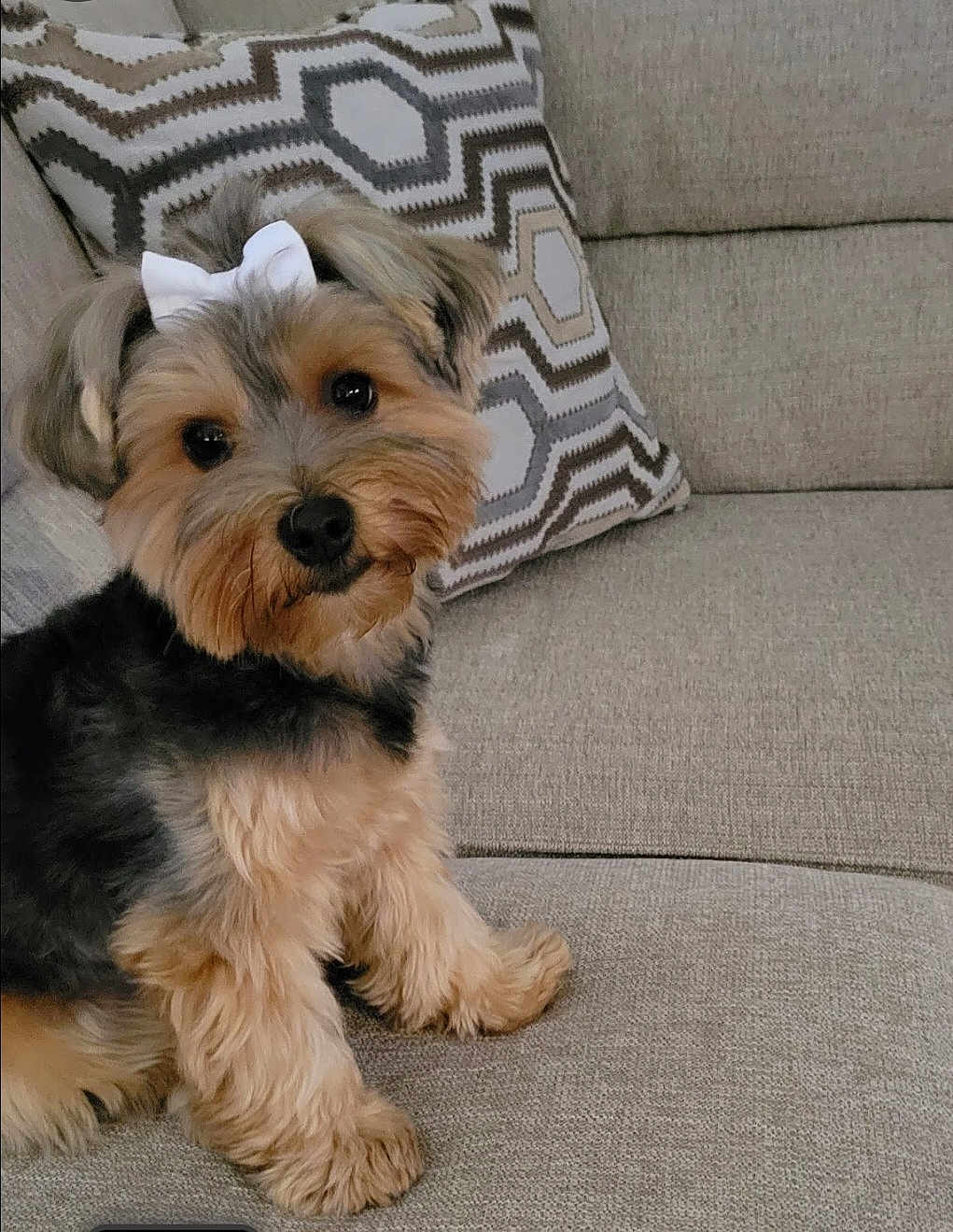Willow