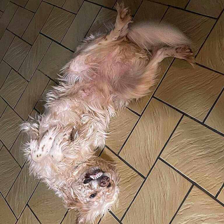 Olfi participe au concours pour gagner de l'argent avec cette photo : affenpinscher, animal, canine, cockerspaniel, dog, dogbed, eskimodog, goldenretriever, hardwood, hound, indoors, interiordesign, person, pet, puppy, sleeping, snout, terrier, tile, wood