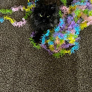 Daisy joined the competition — help win amazing prizes! cat, black_cat, fluffy, carpet, colorful, garland, tangled, indoor, pet, feline, playful, decorative, soft, cozy, animal, fur, whiskers, relaxed, looking_up, bright_colors