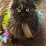 animal, carpet, cat, closeup, colorful, curious, cute, domestic_cat, feline, fluffy, furry, garland, indoor, pet, playful, purple, tortoiseshell, toy, whiskers, yellow_eyes