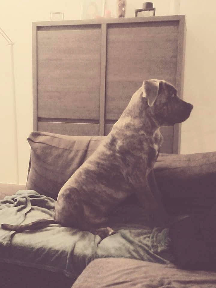 Sniper participe au concours pour gagner de l'argent avec cette photo : carnivore, chair, cloud, comfort, companion_dog, couch, dog, dog_breed, fawn, flooring, grey, house, living_room, monochrome, studio_couch, tail, tints_and_shades, whiskers, wood, working_animal