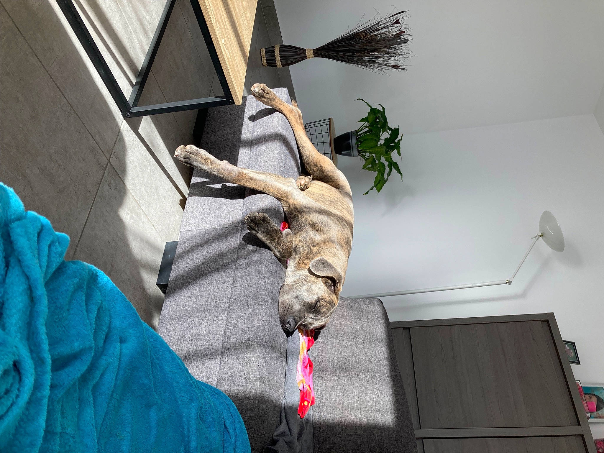 Sniper a rejoint le concours — aidez-le/la à gagner de superbes lots ! building, canidae, carnivore, cat, ceiling, comfort, companion_dog, dog, dog_breed, fawn, felidae, flooring, fur, house, plant, room, small_to_medium_sized_cats, sporting_group, tail, wood