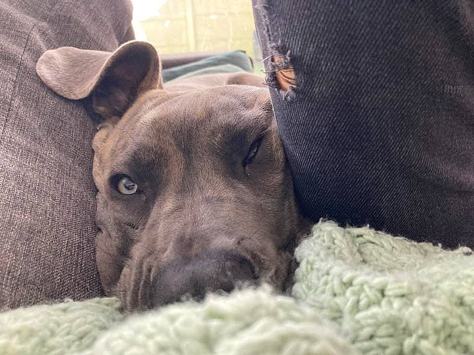 Sniper a rejoint le concours — aidez-le/la à gagner de superbes lots ! canidae, carnivore, comfort, companion_dog, dog, dog_breed, ear, fawn, fur, grey, non_sporting_group, snout, sporting_group, suidae, terrestrial_animal, whiskers, wildlife, working_animal, wrinkle