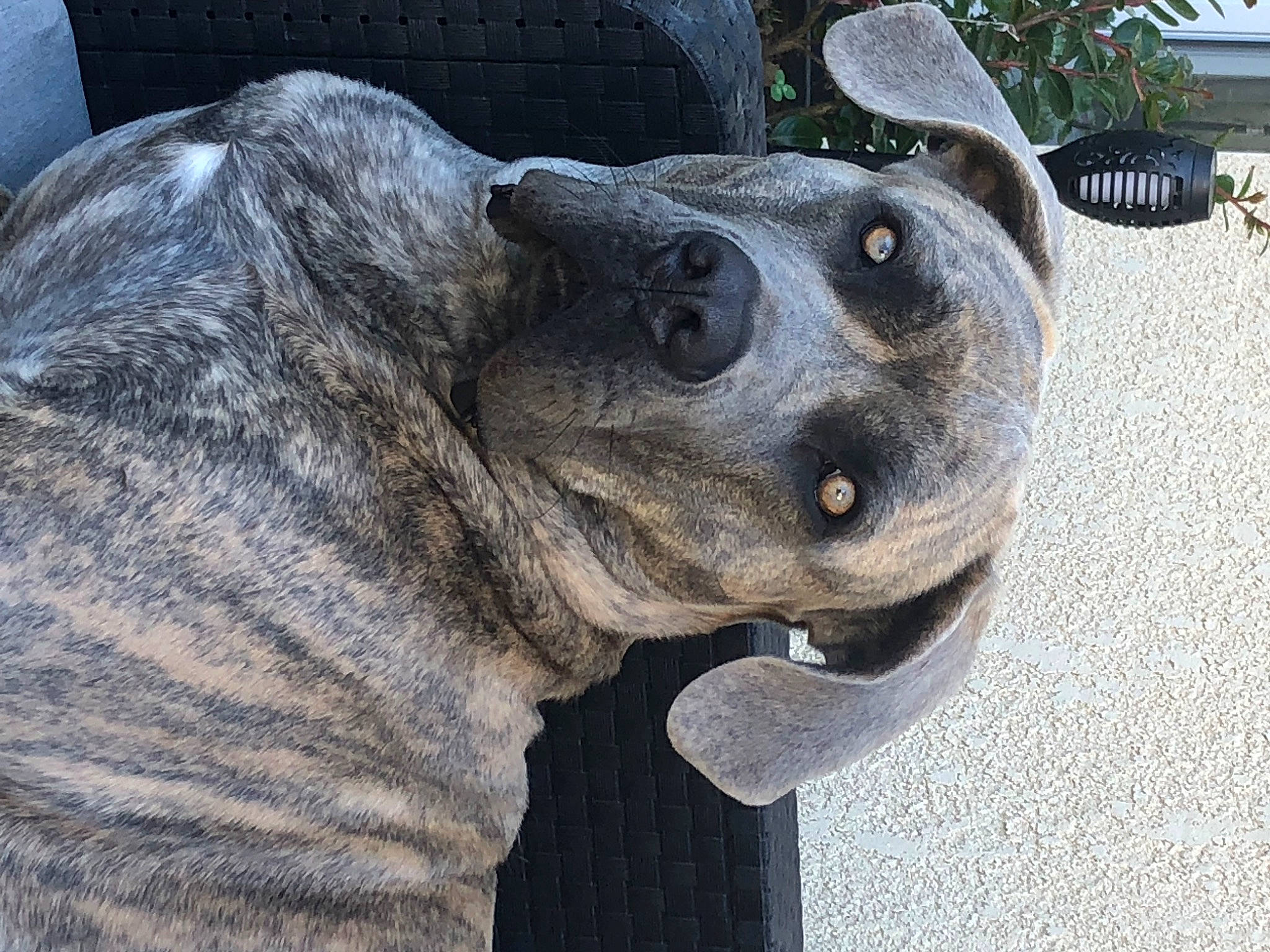 Sniper a rejoint le concours — aidez-le/la à gagner de superbes lots ! art, bronze_sculpture, canidae, carnivore, companion_dog, dog, dog_breed, fawn, fur, lawn_ornament, metal, monument, plant, sculpture, snout, sporting_group, statue, terrestrial_animal, whiskers, working_animal