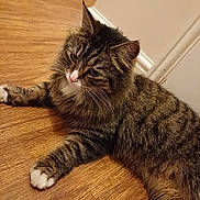 Tinkerbell joined the competition — help win amazing prizes! cat, tabby, feline, pet, animal, indoor, wooden_floor, fur, whiskers, paws, relaxed, resting, cute, mammal, domestic_animal, house_pet, striped, long_hair, calm, close_up