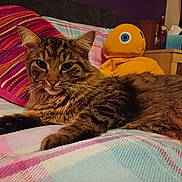 Terrance joined the competition — help win amazing prizes! cat, tabby_cat, pet, feline, indoor, plush_toy, blanket, pillow, striped, furniture, bedroom, cozy, relaxed, animal, cute, fur, whiskers, resting, domestic_animal, soft