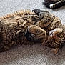 Terrance is registered to the contest to win money with this photo: cat, tabby_cat, fluffy_fur, carpet, indoor, pet, animal, cute, relaxed, lying_down, whiskers, green_eyes, paws, fur_texture, domestic_cat, playful, curious, cozy, closeup, feline