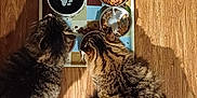 Terrance joined the competition — help win amazing prizes! cat, tabby_cat, pets, feeding, food, water_bowl, floor, wooden_floor, tray, meal, indoor, animal, fur, whiskers, domestic_animal, three_cats, striped_fur, eating, companionship, closeup