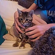Tala is registered to the contest to win money with this photo: animal, blanket, cat, comfort, couch, cozy, cute, furry, hands, home, indoor, kitten, person, pet, pillow, resting, small, striped, tabby, young