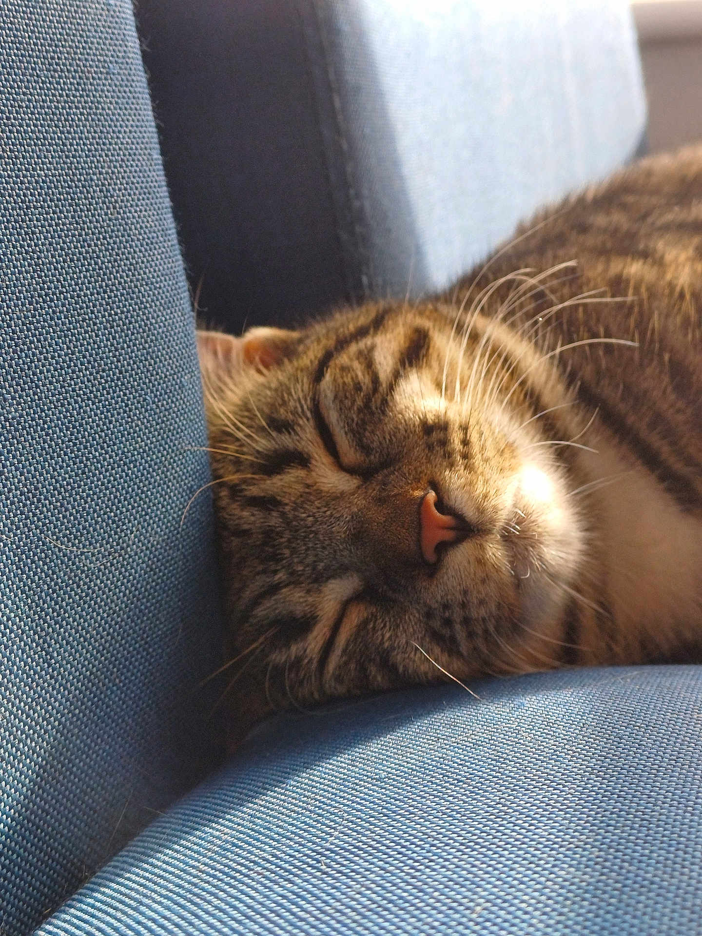 Tala joined the competition — help win amazing prizes! cat, tabby, sleeping, close_up, feline, pet, whiskers, fur, resting, cozy, sunlight, blue_fabric, indoor, cute, relaxed, animal, mammal, peaceful, soft, domestic_cat