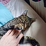 bed, blanket, cat, claws, cozy, cute, feline, hand, human, indoor, interaction, kitten, paw, pet, playing, resting, sleepy, soft, striped, tabby