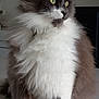 cat, fluffy, long_hair, gray, white, pet, indoor, feline, sitting, fur, yellow_eyes, portrait, animal, domestic_animal, looking_away, whiskers, paws, close_up, calm, house