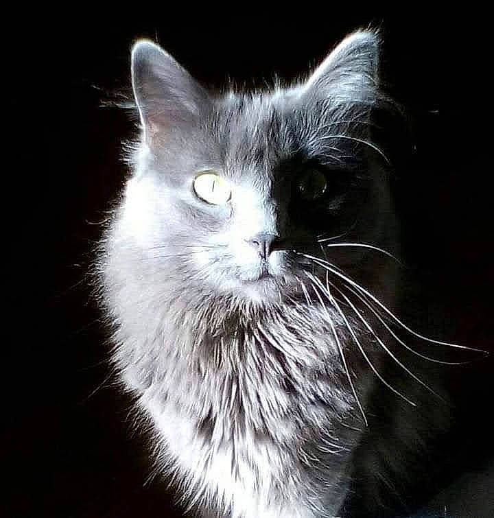 Marianne is registered to the contest to win money with this photo: carnivore, cat, curious, darkness, domestic_short_haired_cat, felidae, fur, grey, iris, monochrome, monochrome_photography, small_to_medium_sized_cats, snout, terrestrial_animal, whiskers, window