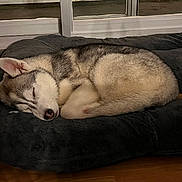 Ashtown participe au concours pour gagner de l'argent avec cette photo : dog, husky, sleeping, bed, indoor, cozy, fur, pet, animal, resting, brown_floor, window, quiet, domestic, cute, calm, relaxed, mammal, canine, sleep