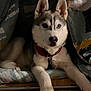 Ashtown a rejoint le concours — aidez-le/la à gagner de superbes lots ! husky, puppy, dog, animal, pet, lying_down, heterochromia, cushion, curtain, indoor, floor, wooden_floor, fur, ears, paw, collar, red_collar, face, cute, cozy