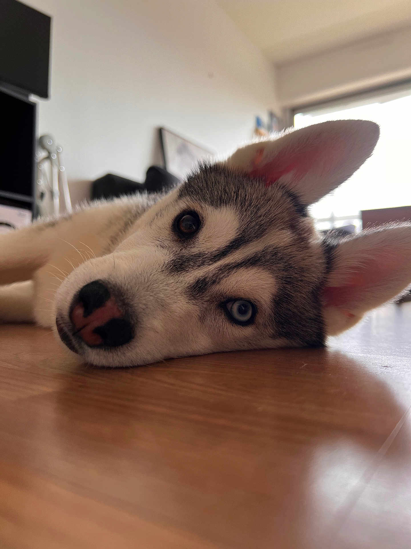 Ashtown a rejoint le concours — aidez-le/la à gagner de superbes lots ! husky, puppy, dog, lying_down, floor, indoor, close_up, heterochromia, fur, ears, pet, animal, cute, wooden_floor, relaxed, portrait, face, domestic, young, canine