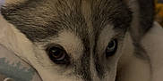 Ashtown participe au concours pour gagner de l'argent avec cette photo : dog, husky, animal, pet, close_up, face, ears, heterochromia, blue_eye, brown_eye, fur, resting, cute, indoors, portrait, canine, snout, whiskers, paw, bed
