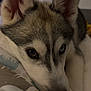dog, husky, animal, pet, close_up, face, ears, heterochromia, blue_eye, brown_eye, fur, resting, cute, indoors, portrait, canine, snout, whiskers, paw, bed
