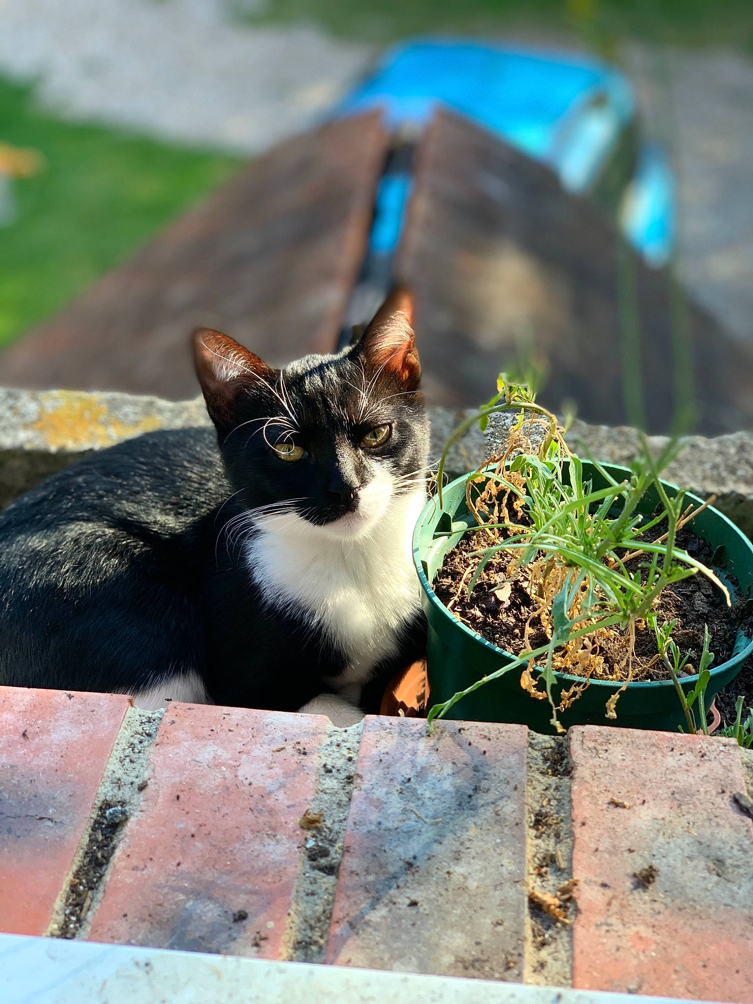 Isis participe au concours pour gagner de l'argent avec cette photo : aegean_cat, asian, carnivore, cat, domestic_short_haired_cat, european_shorthair, felidae, grass, kitten, organism, plant, small_to_medium_sized_cats, tree, whiskers