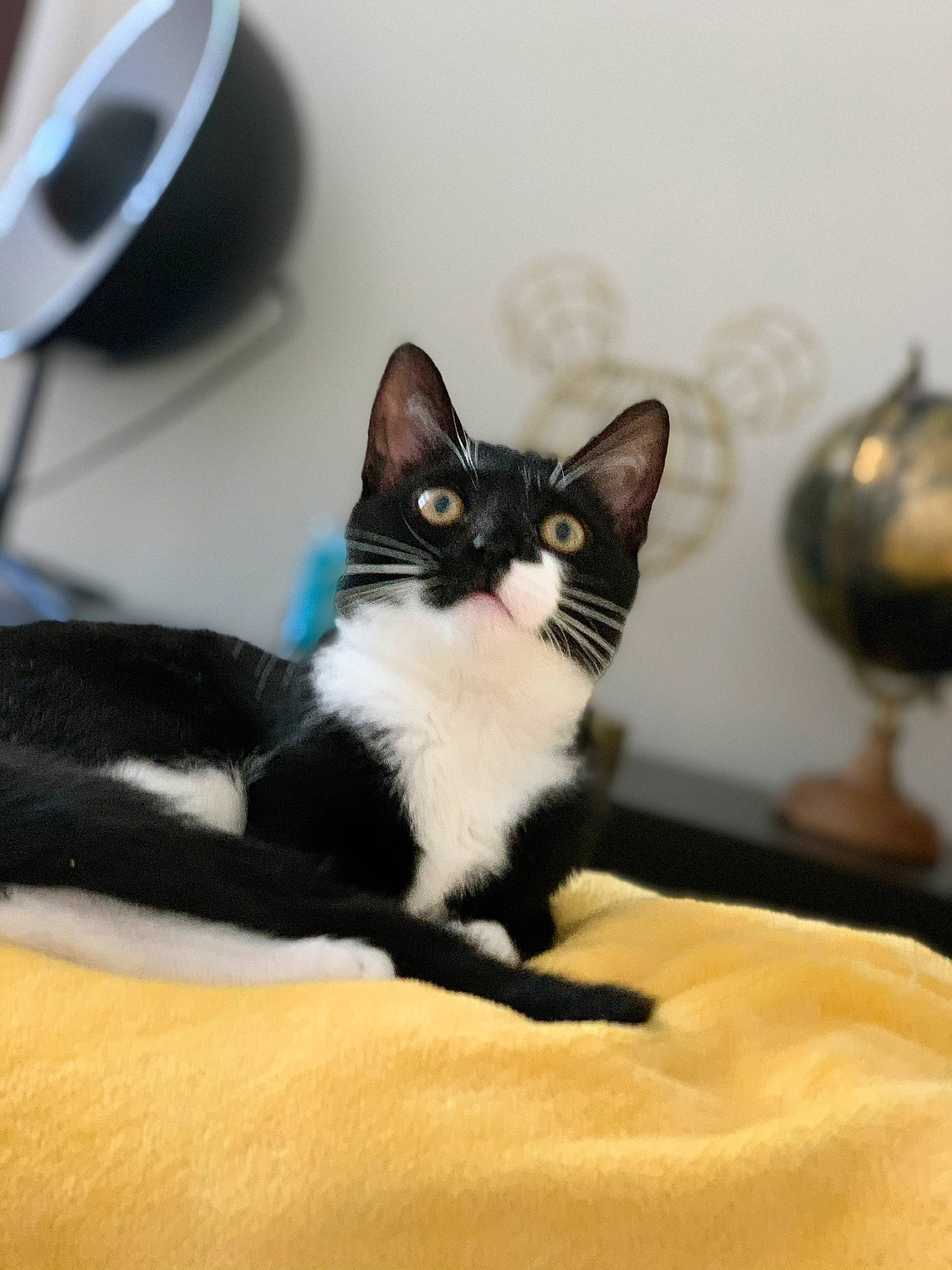 Isis a rejoint le concours — aidez-le/la à gagner de superbes lots ! american_wirehair, black_and_white, black_cat, carnivore, cat, domestic_short_haired_cat, european_shorthair, felidae, kitten, mammal, paw, small_to_medium_sized_cats, whiskers