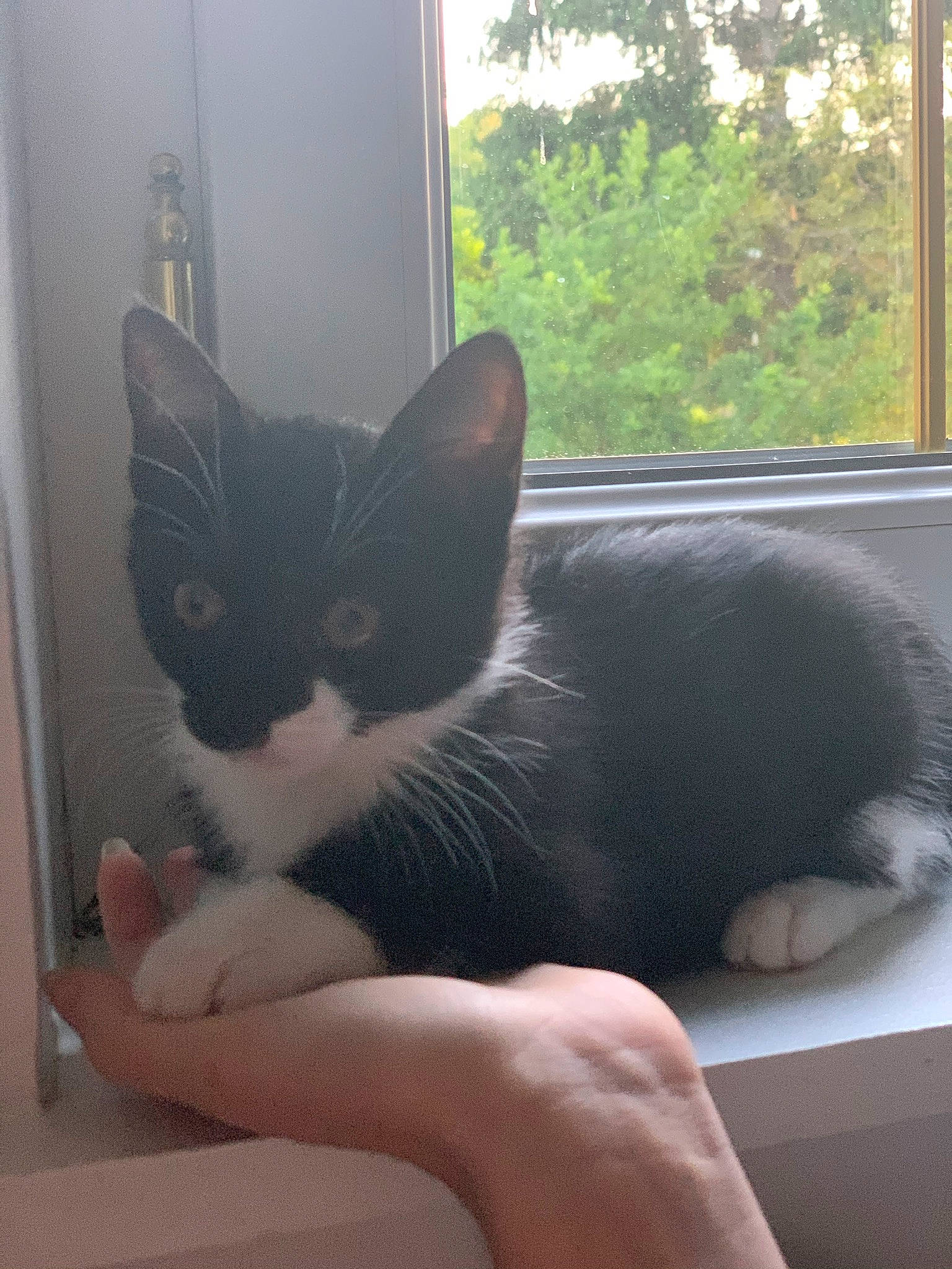 Isis participe au concours pour gagner de l'argent avec cette photo : asian, black_cat, carnivore, cat, domestic_short_haired_cat, ear, european_shorthair, felidae, fur, hand, kitten, paw, polydactyl_cat, small_to_medium_sized_cats, tail, whiskers, window