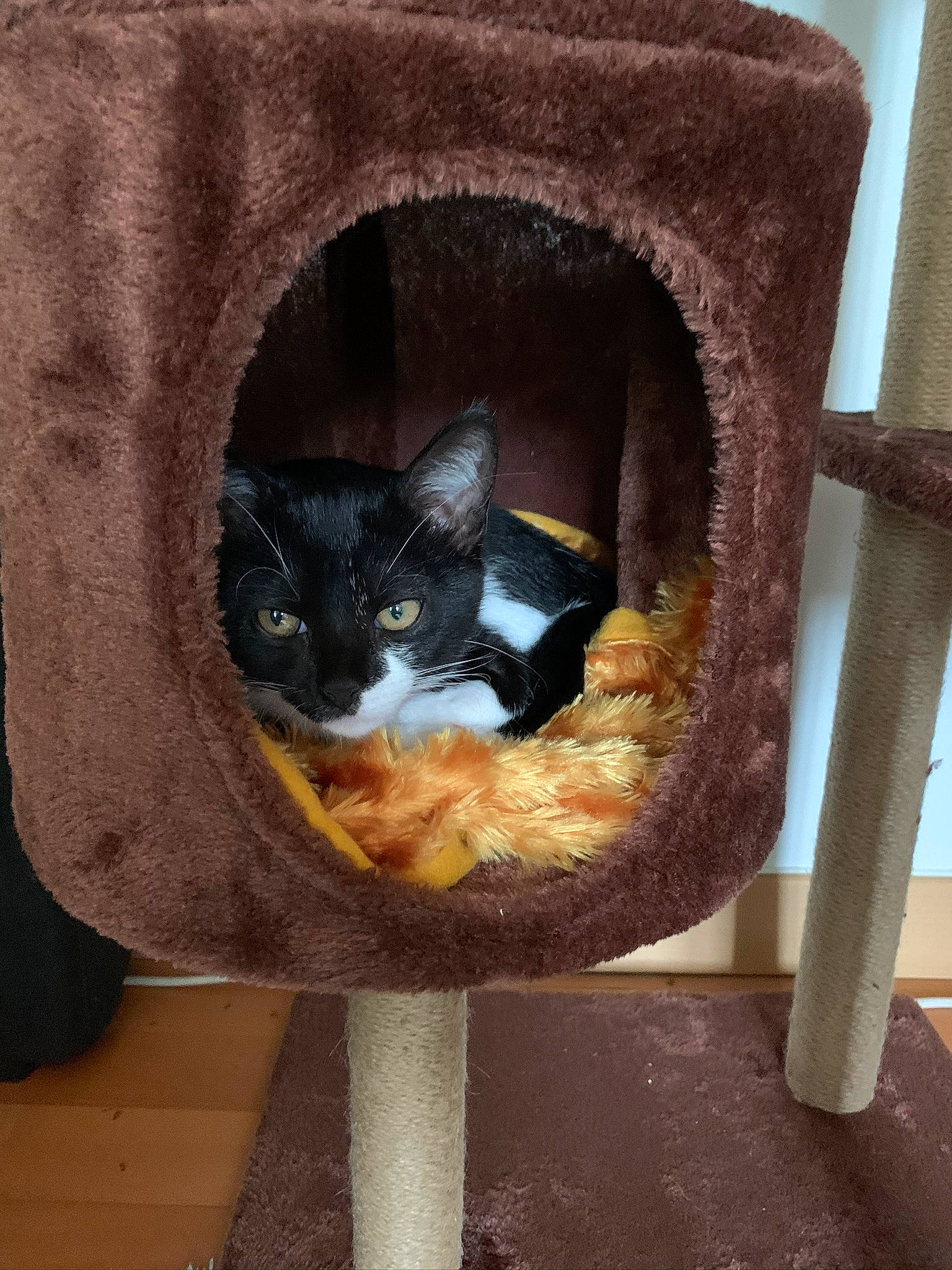 Isis participe au concours pour gagner de l'argent avec cette photo : asian, black_cat, burmese, carnivore, cat, cat_bed, cat_furniture, cat_supply, domestic_short_haired_cat, european_shorthair, felidae, small_to_medium_sized_cats, whiskers