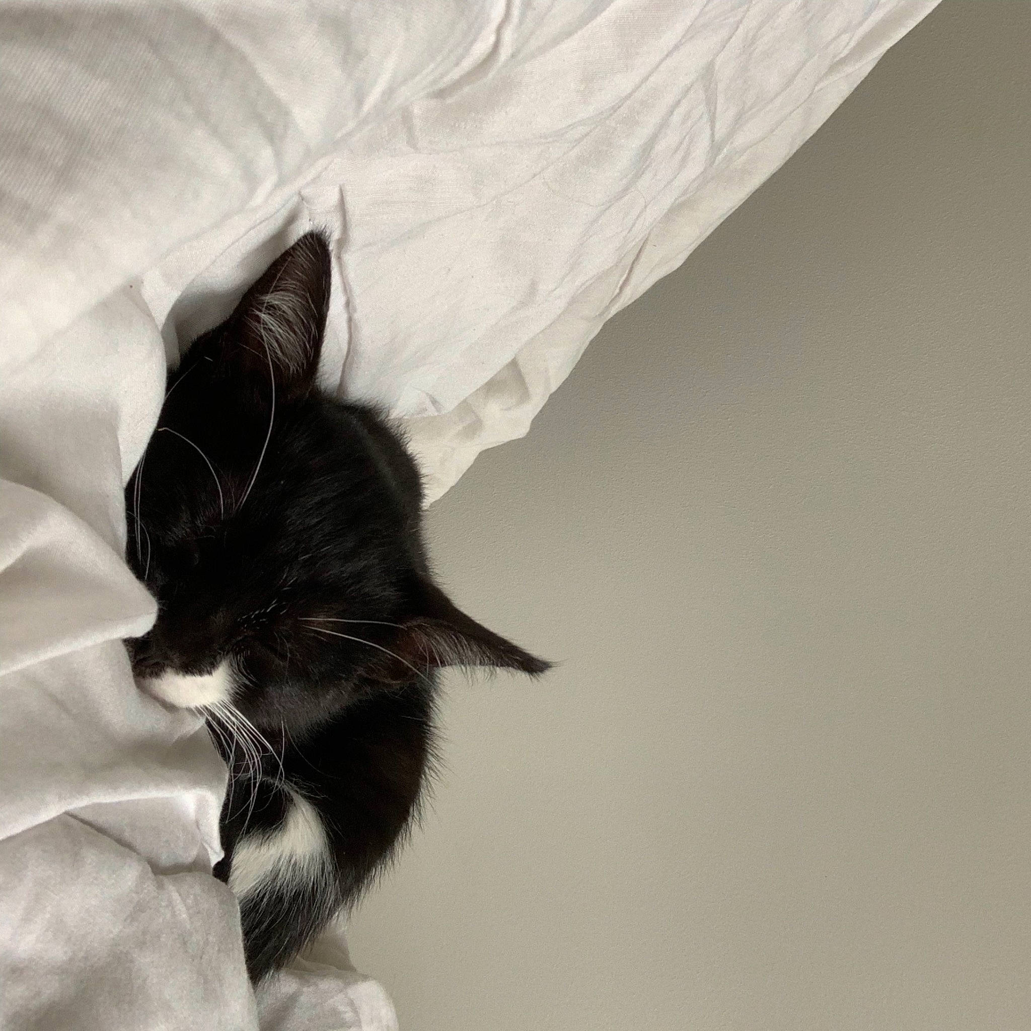 Isis a rejoint le concours — aidez-le/la à gagner de superbes lots ! black, black_and_white, black_cat, carnivore, cat, ear, felidae, fur, kitten, monochrome, monochrome_photography, norwegian_forest_cat, paper, room, small_to_medium_sized_cats, style, tail, whiskers, white