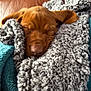 Jenson joined the competition — help win amazing prizes! puppy, dog, sleeping, blanket, cozy, brown, fur, snuggled, soft_texture, leather_couch, indoor, pet, cute, closeup, resting, warm, comfortable, animal, young_dog, napping