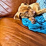 puppy, dog, brown_leather_couch, blanket, blue_blanket, paw, resting, sleepy, fur, pet, indoor, cozy, relaxed, animal, canine, young_dog, fur_texture, snuggling, comfort, home