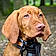 Jenson