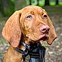 dog, portrait, brown_dog, close_up, outdoor, forest, harness, collar, pet, animal, canine, fur, ears, green_eyes, leash, nature, depth_of_field, expression, attentive, background_blur