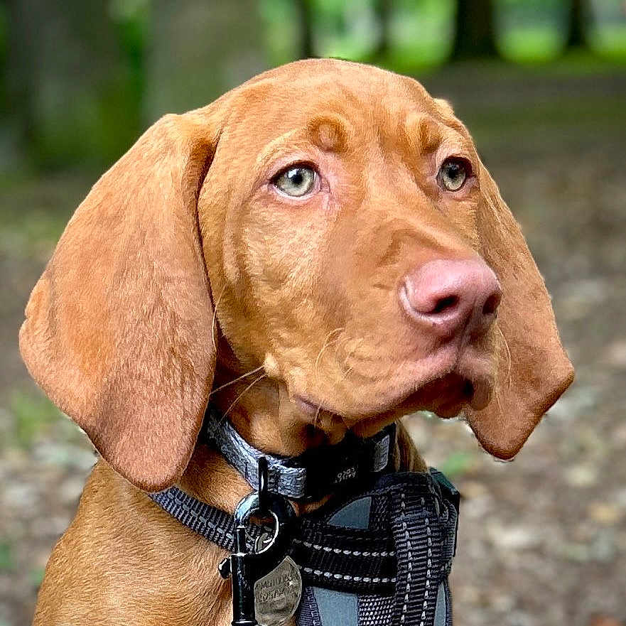 Jenson is registered to the contest to win money with this photo: animal, attentive, background_blur, brown_dog, canine, close_up, collar, depth_of_field, dog, ears, expression, forest, fur, green_eyes, harness, leash, nature, outdoor, pet, portrait