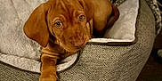 Jenson is registered to the contest to win money with this photo: puppy, dog, pet, brown, bed, cozy, soft, indoor, cute, animal, canine, relaxing, furry, young, paw, looking_up, resting, comfort, closeup, domestic