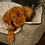 puppy, dog, pet, brown, bed, cozy, soft, indoor, cute, animal, canine, relaxing, furry, young, paw, looking_up, resting, comfort, closeup, domestic