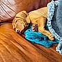 Jenson is registered to the contest to win money with this photo: puppy, dog, sleeping, blanket, couch, leather, blue_towel, cozy, resting, pet, fur, paw, animal, indoor, closeup, relaxation, brown, soft, comfort, cute