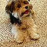 Teddy joined the competition — help win amazing prizes! puppy, dog, fluffy, carpet, indoor, pet, cute, animal, small_dog, fur, tongue_out, happy, looking_up, laying_down, domestic_animal, companion, friendly, young_dog, mammal, adorable