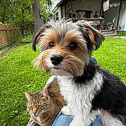 Teddy is registered to the contest to win money with this photo: dog, cat, pet, animal, outdoor, grass, yard, house, porch, tree, fence, nature, cute, fluffy, tabby_cat, lap, relaxed, companion, greenery, daylight