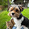 dog, cat, pet, animal, outdoor, grass, yard, house, porch, tree, fence, nature, cute, fluffy, tabby_cat, lap, relaxed, companion, greenery, daylight