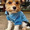 Teddy is registered to the contest to win money with this photo: dog, puppy, denim_jacket, clothing, pet, cute, fur, outdoor, wooden_floor, portrait, small_dog, animal, adorable, eyes, face, ears, sitting, front_paws, fluffy, fashion