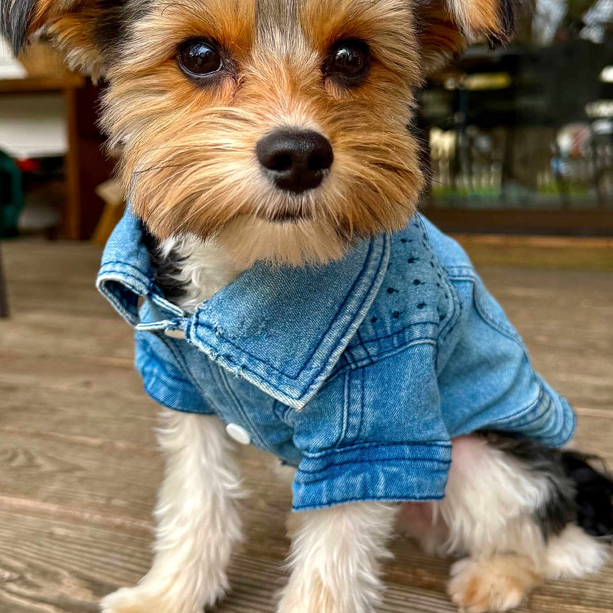 Teddy
