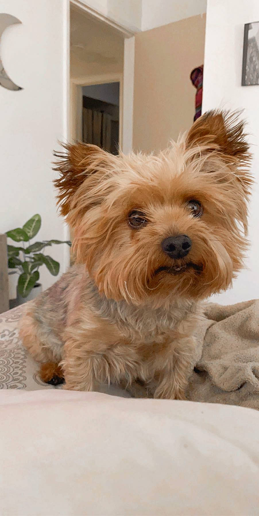 Dell joined the competition — help win amazing prizes! australian_silky_terrier, australian_terrier, biewer_terrier, cairn_terrier, canidae, carnivore, companion_dog, dog, dog_breed, glen_of_imaal_terrier, mammal, morkie, norfolk_terrier, norwich_terrier, small_terrier, snout, terrier, vertebrate, west_highland_white_terrier, yorkshire_terrier