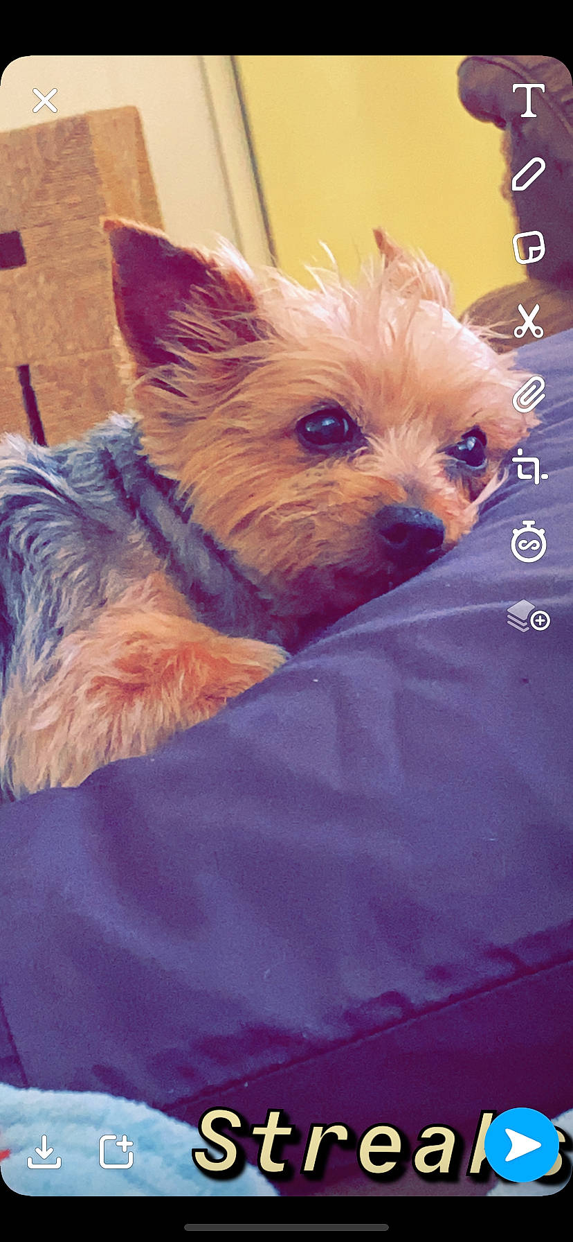 Marley is registered to the contest to win money with this photo: australian_silky_terrier, australian_terrier, cairn_terrier, canidae, carnivore, companion_dog, dog, dog_breed, mammal, morkie, norwich_terrier, puppy, rare_breed_dog, schnoodle, small_terrier, snout, terrier, toy_dog, west_highland_white_terrier, yorkshire_terrier